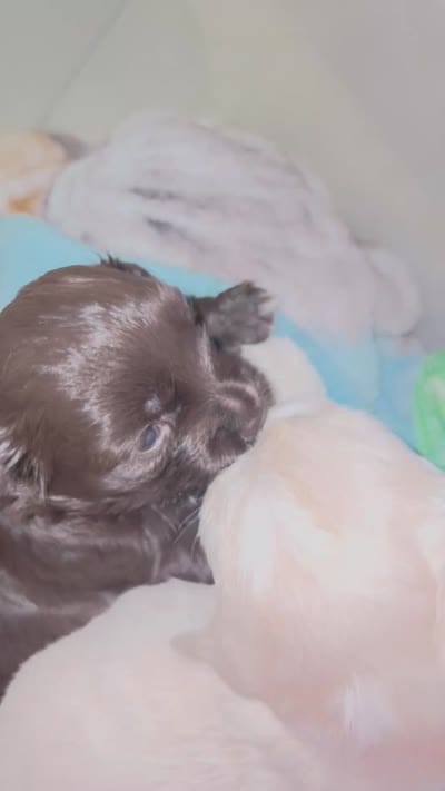 Bonnie, a female Havanese for sale in San Antonio, TX – 2 of 2