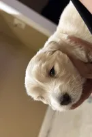 Snowball, a female Havanese for sale in San Antonio, TX – 2 of 3