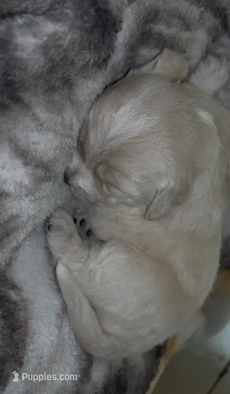 Snowball – Havanese puppy for sale in San Antonio, TX