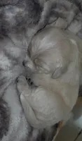 Snowball, a female Havanese for sale in San Antonio, TX – 1 of 3