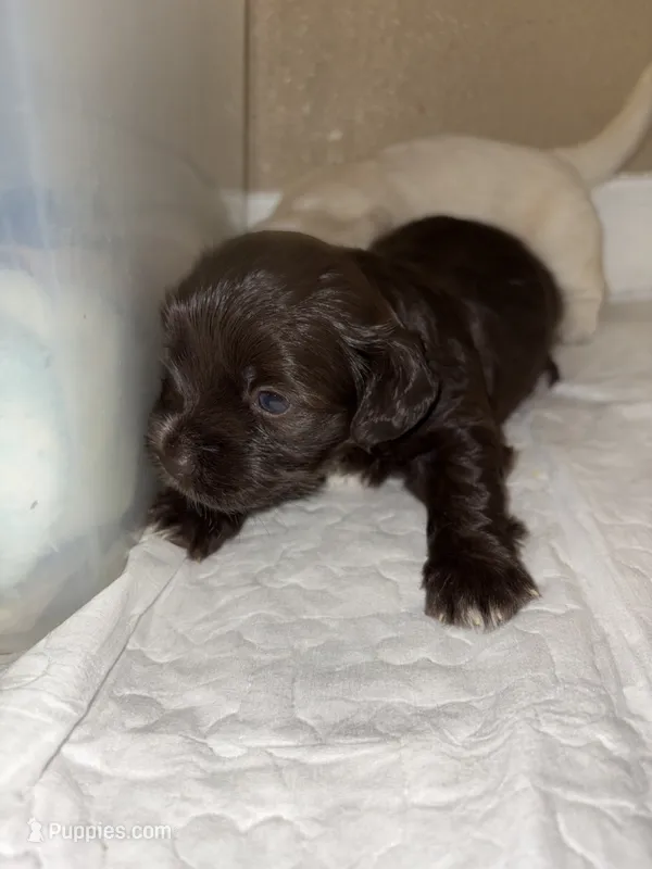 Bonnie – Havanese puppy for sale in San Antonio, TX
