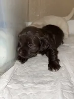 Bonnie, a female Havanese for sale in San Antonio, TX – 1 of 2