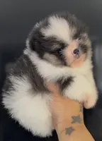 Romeo, a male Pomeranian for sale in Tulsa, OK – Photo 1 of 3