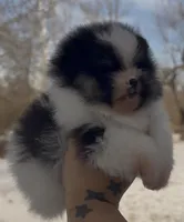 Romeo, a male Pomeranian for sale in Tulsa, OK – Photo 2 of 3