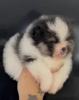 Romeo, a male Pomeranian for sale in Tulsa, OK – Photo 3 of 3