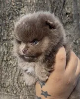 Sven, a male Pomeranian for sale in Tulsa, OK – Photo 6 of 10