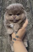 Sven, a male Pomeranian for sale in Tulsa, OK – Photo 3 of 10