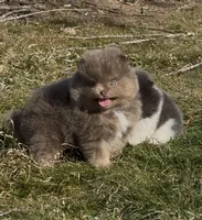 Sven, a male Pomeranian for sale in Tulsa, OK – Photo 9 of 10