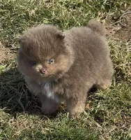 Sven, a male Pomeranian for sale in Tulsa, OK – Photo 10 of 10