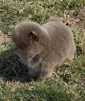 Sven, a male Pomeranian for sale in Tulsa, OK – Photo 7 of 10