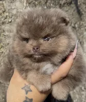 Sven, a male Pomeranian for sale in Tulsa, OK – Photo 2 of 10