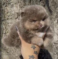 Sven, a male Pomeranian for sale in Tulsa, OK – Photo 5 of 10