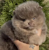 Sven, a male Pomeranian for sale in Tulsa, OK – Photo 1 of 10