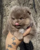 Sven, a male Pomeranian for sale in Tulsa, OK – Photo 4 of 10