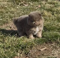 Sven, a male Pomeranian for sale in Tulsa, OK – Photo 8 of 10