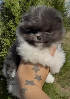 Kristoff, a male Pomeranian for sale in Tulsa, OK – Photo 3 of 8