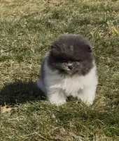 Kristoff, a male Pomeranian for sale in Tulsa, OK – Photo 5 of 8