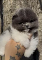 Kristoff, a male Pomeranian for sale in Tulsa, OK – Photo 4 of 8