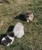 Kristoff, a male Pomeranian for sale in Tulsa, OK – Photo 8 of 8