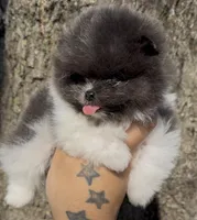 Kristoff, a male Pomeranian for sale in Tulsa, OK – Photo 2 of 8