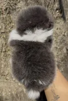 Kristoff, a male Pomeranian for sale in Tulsa, OK – Photo 6 of 8