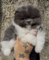 Kristoff, a male Pomeranian for sale in Tulsa, OK – Photo 1 of 8