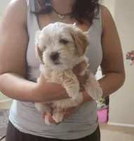 Slinky, a male Maltipoo for sale in Maricopa, AZ – Photo 4 of 4