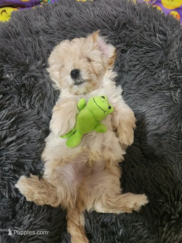 Slinky – Maltipoo puppy for sale in Maricopa, AZ