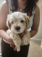 Slinky, a male Maltipoo for sale in Maricopa, AZ – Photo 3 of 4