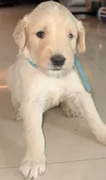 Arlene, a male Goldendoodle for sale in Miami, FL – 3 of 5