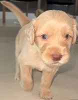 Arlene, a male Goldendoodle for sale in Miami, FL – 2 of 5