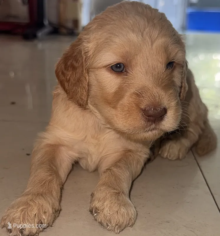 Arlene – Goldendoodle puppy for sale in Miami, FL