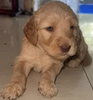 Arlene, a male Goldendoodle for sale in Miami, FL – 1 of 5