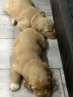 Arlene, a male Goldendoodle for sale in Miami, FL – 4 of 5