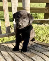 Rex -  Aussiedor, a male Australian Shepherd and Labrador Retriever for sale in Greers Ferry, AR – 10 of 10