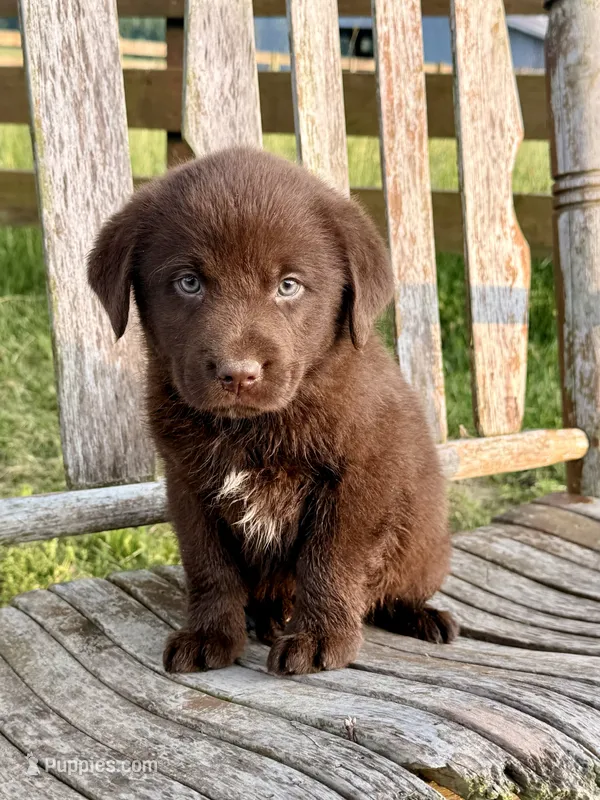 Brix -  Aussiedor – Australian Shepherd, Labrador Retriever puppy for sale in Greers Ferry, AR