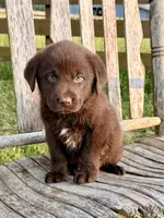 Brix -  Aussiedor, a female Australian Shepherd and Labrador Retriever for sale in Greers Ferry, AR – 1 of 10