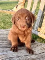 Brea -  Aussiedor, a female Australian Shepherd and Labrador Retriever for sale in Greers Ferry, AR – 5 of 10