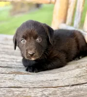 Bella -  Aussiedor, a female Australian Shepherd and Labrador Retriever for sale in Greers Ferry, AR – 7 of 10