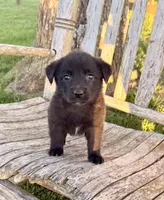 Baby -  Aussiedor, a female Australian Shepherd and Labrador Retriever for sale in Greers Ferry, AR – 4 of 10
