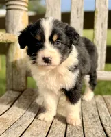 Ella, a female Australian Shepherd for sale in Greers Ferry, AR – 3 of 10