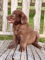 Rider -  Aussiedor, a male Australian Shepherd and Labrador Retriever for sale in Greers Ferry, AR – 9 of 10