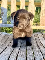 Baby -  Aussiedor, a female Australian Shepherd and Labrador Retriever for sale in Greers Ferry, AR – 5 of 10