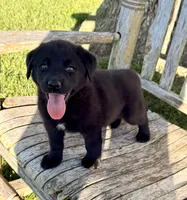 Rex -  Aussiedor, a male Australian Shepherd and Labrador Retriever for sale in Greers Ferry, AR – 4 of 10