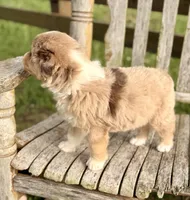 Luke, a male Australian Shepherd for sale in Greers Ferry, AR – 8 of 8