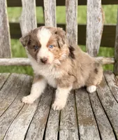 Reba, a female Australian Shepherd for sale in Greers Ferry, AR – 8 of 10