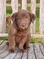 Rider -  Aussiedor, a male Australian Shepherd and Labrador Retriever for sale in Greers Ferry, AR – 1 of 10