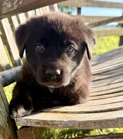 Rocky - Aussiedor, a male Australian Shepherd and Labrador Retriever for sale in Greers Ferry, AR – 7 of 10