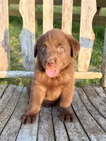 Brea -  Aussiedor, a female Australian Shepherd and Labrador Retriever for sale in Greers Ferry, AR – 3 of 10