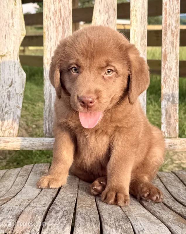 River -  Aussiedor – Australian Shepherd, Labrador Retriever puppy for sale in Greers Ferry, AR
